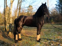 "Norbert", 5jähriger Friesenhengst - ein Traum in Schwarz (Jakob x Lammert,   168cm Stockmaß) - frisch eingereist aus Holland!